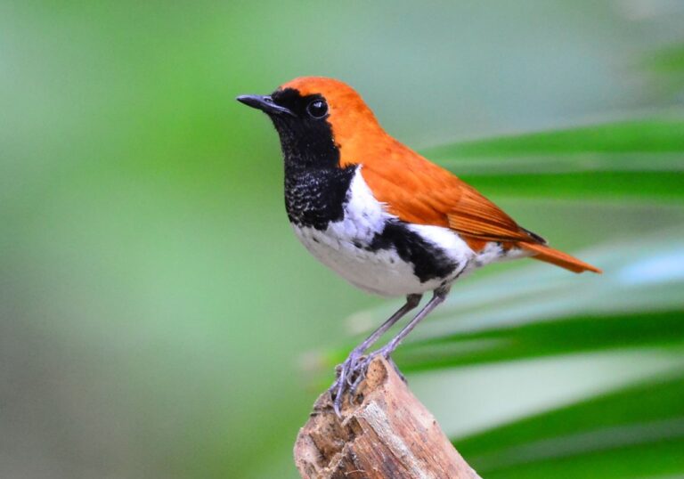 沖縄の鳥：アカヒゲ