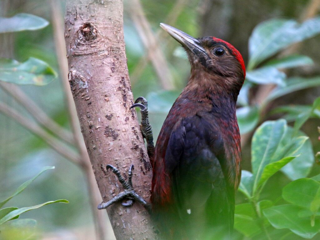 沖縄の鳥：ノグチゲラ